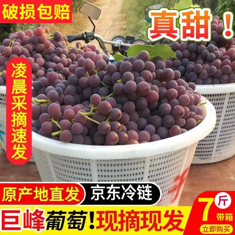 浦江巨峰葡萄经典老树巨峰葡萄.自然成熟.小时侯味道.箱装葡萄送礼京东冷链浙江省