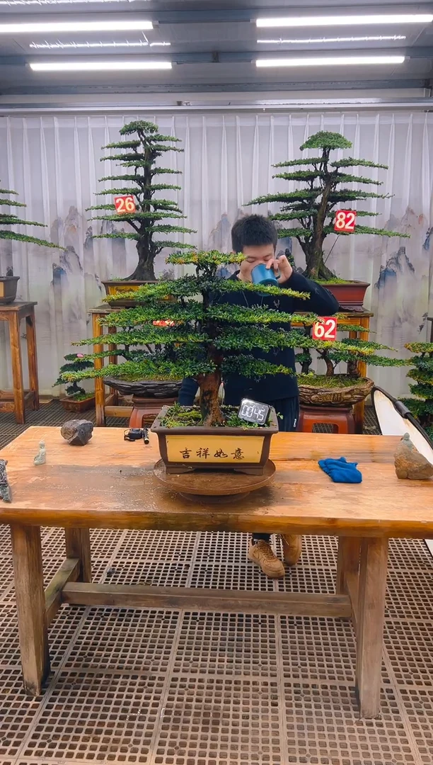 无花朵精品盆景直播间一物一拍