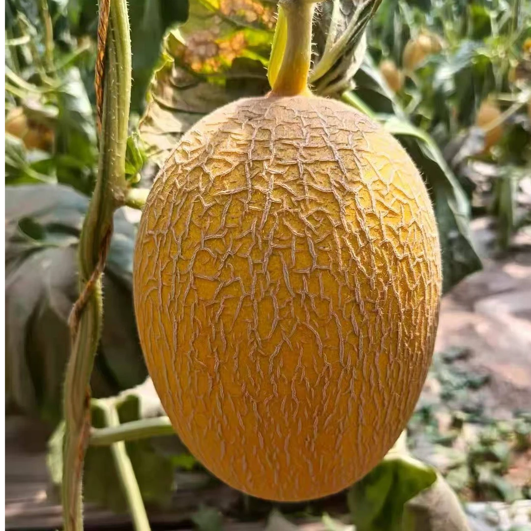 【红星水果甄选】甘肃哈密瓜新鲜当季水果2个装【顺丰次日达】甘肃省