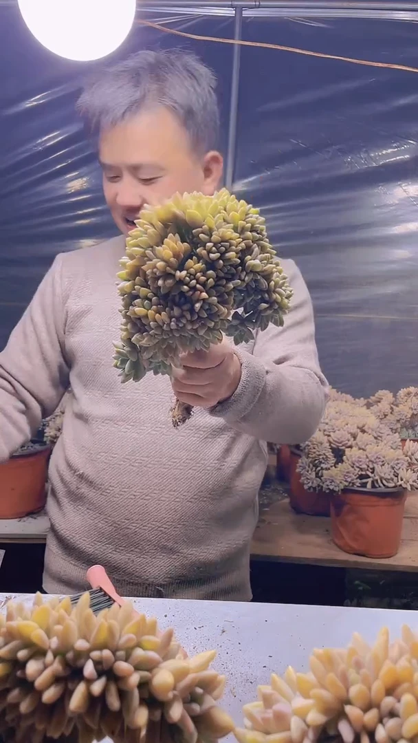 【闪购商品】缀化179