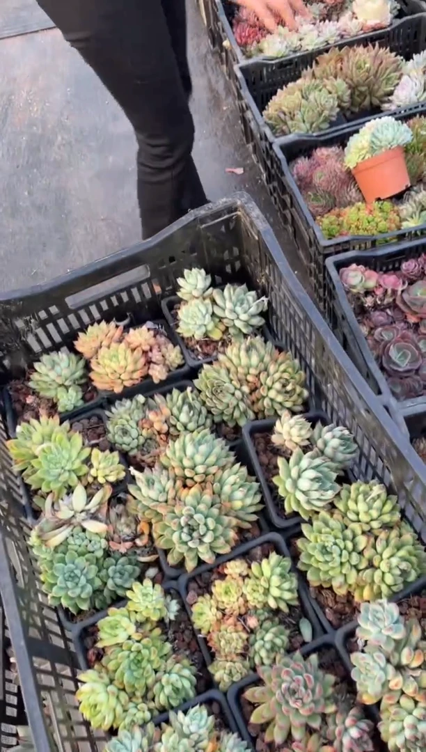 【闪购商品】20-散货3大2小9.99