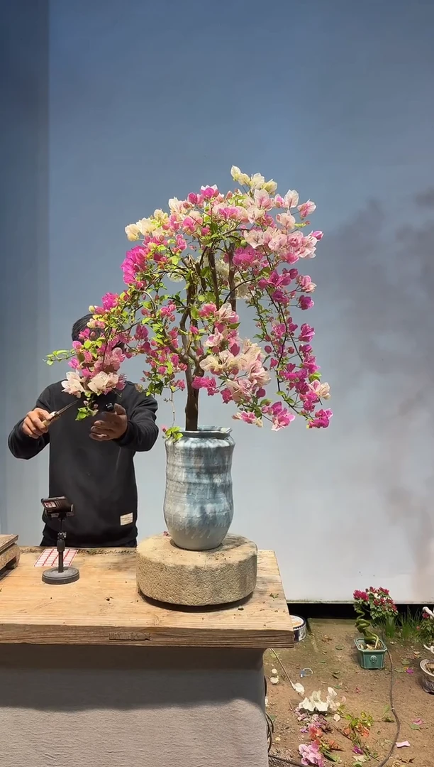 以实际为准三角梅129