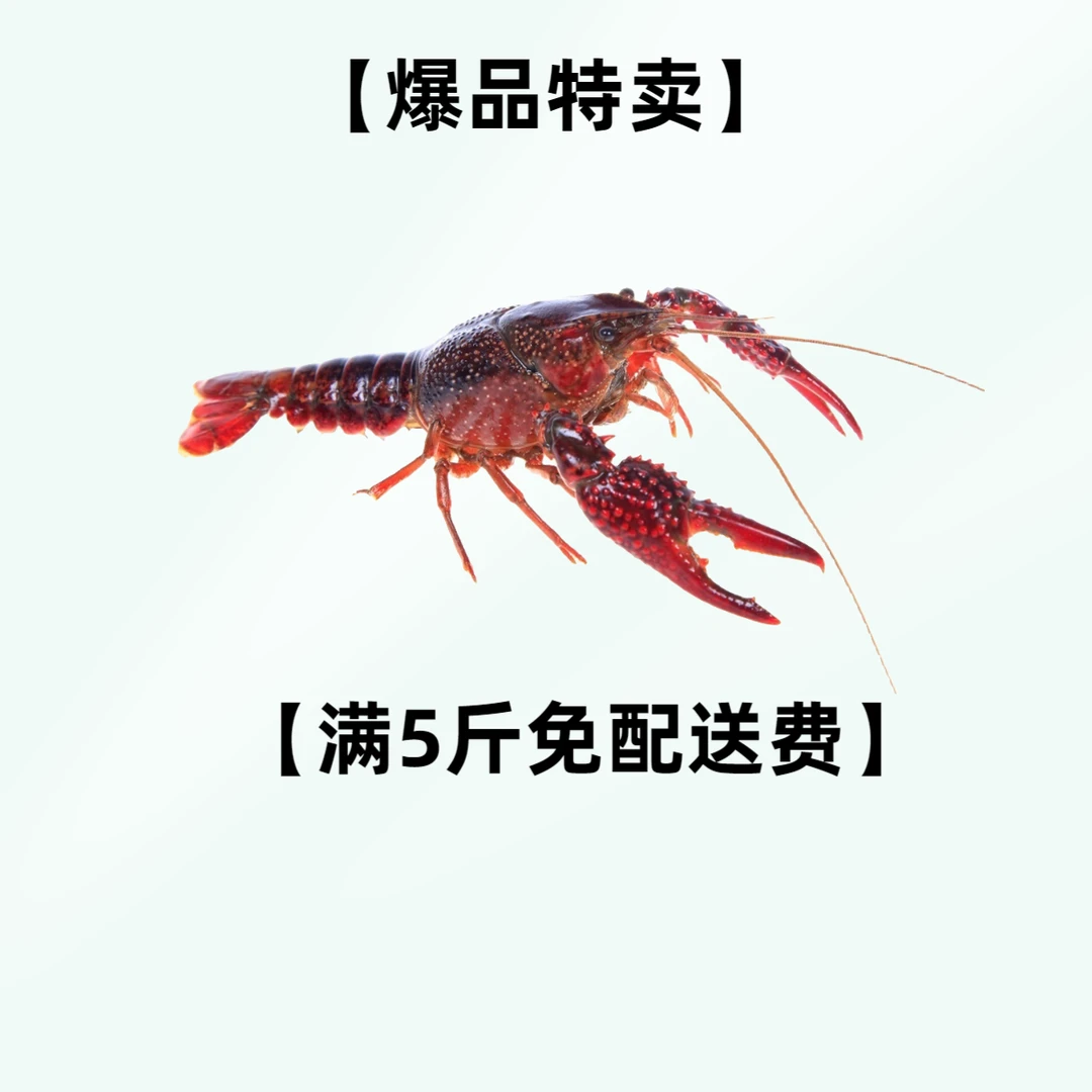 【爆品特卖】鲜活小龙虾/稻田小龙虾 (中虾) 约500g/份 4钱-6钱