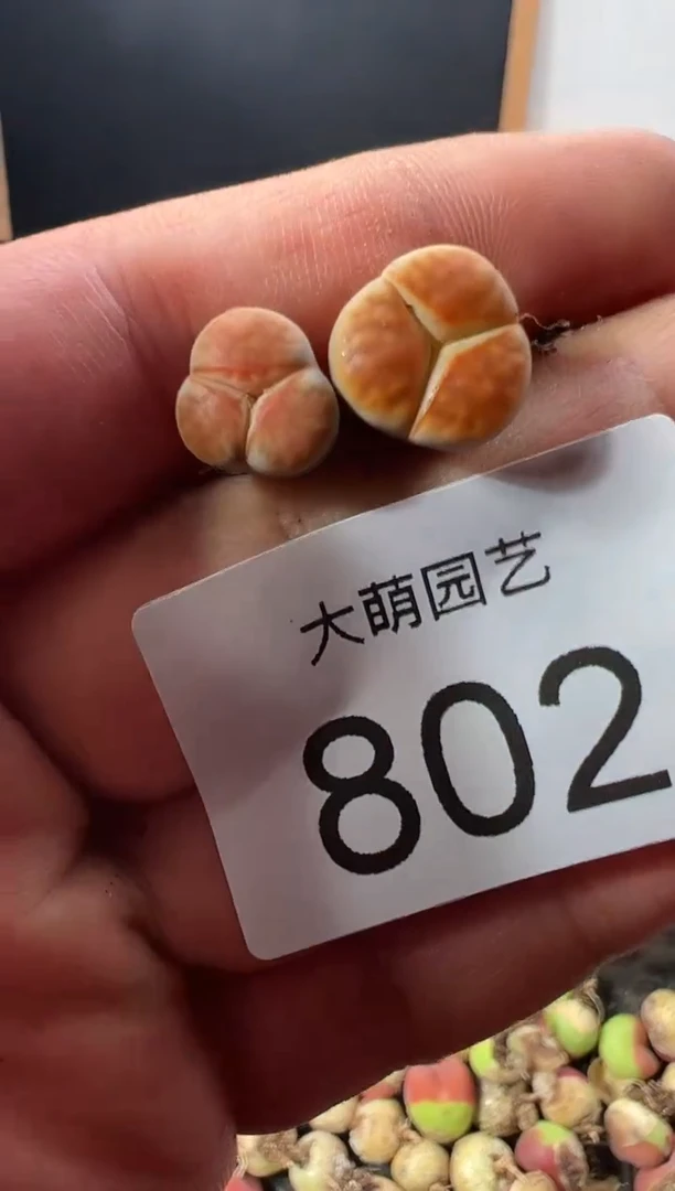 一物一拍          802