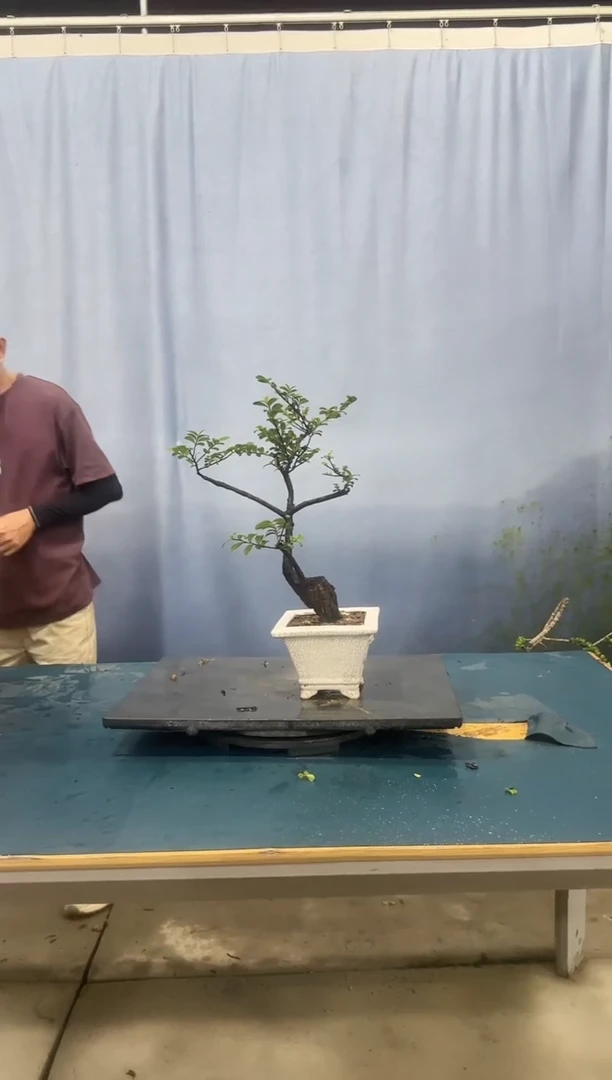 无花朵翠米茶翠米茶翠米茶翠米茶翠米茶