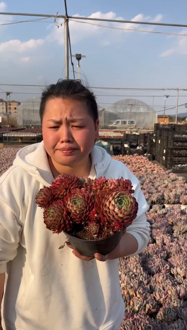 【闪购商品】9-挑大的朱砂痣老桩叶展18CM9.99