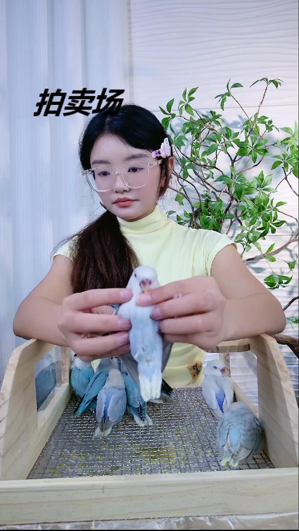 桃脸牡丹鹦鹉蓝薰