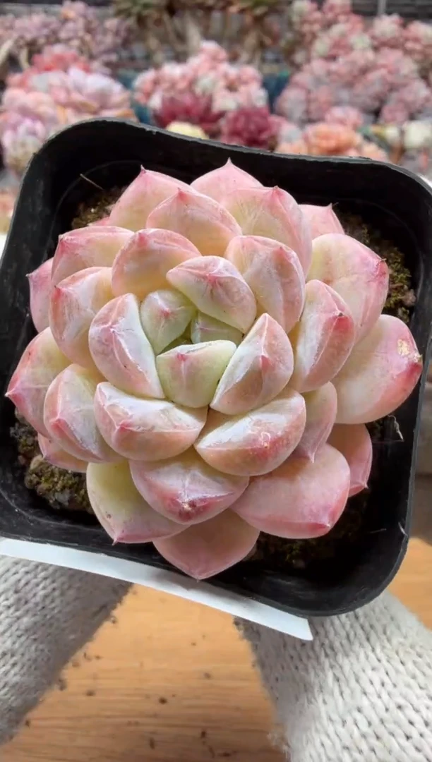 东云多肉园三店-14