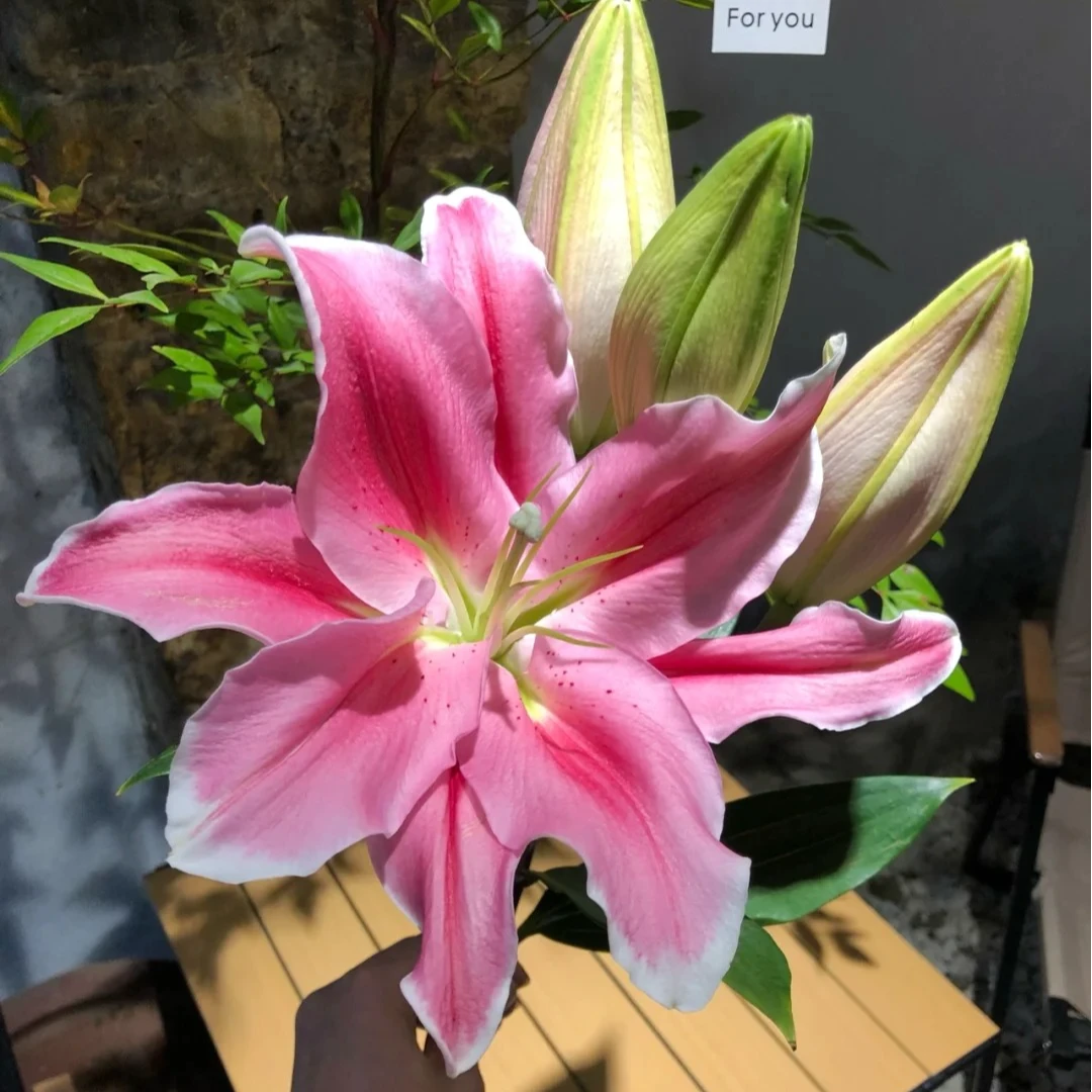 【两个老六卖花花】粉天霸百合 任意2单鲜花包邮 发货后不支持退款