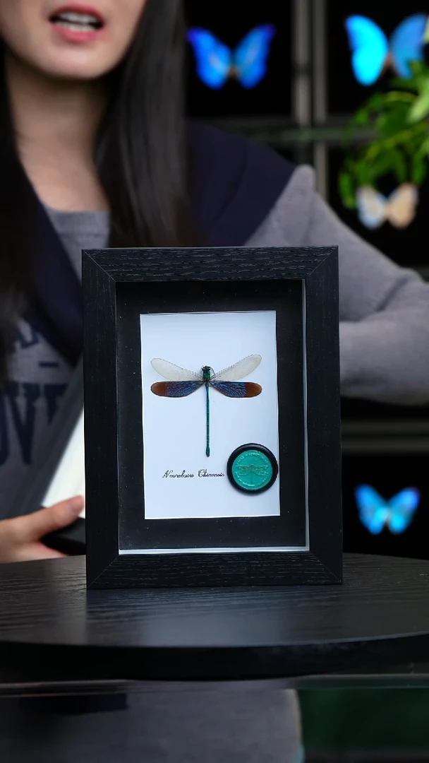 华艳色蟌火漆章版7寸黑框