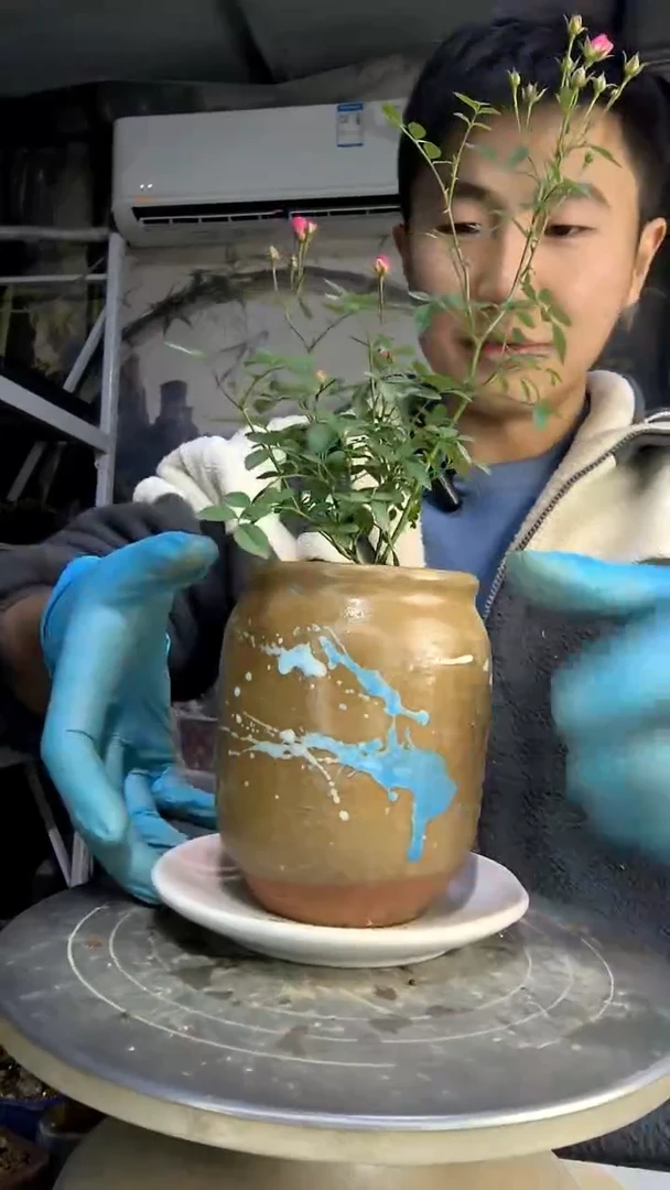 H***r中青园艺一物一拍花33