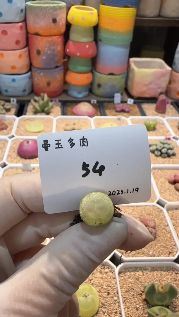 【闪购商品】25.1.19-54mmz