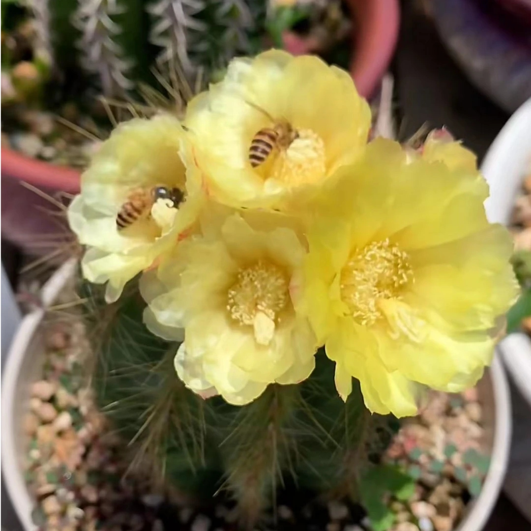 银冠 仙人球植物漳州基地直发货 新手好养 室内外阳台办公室绿植