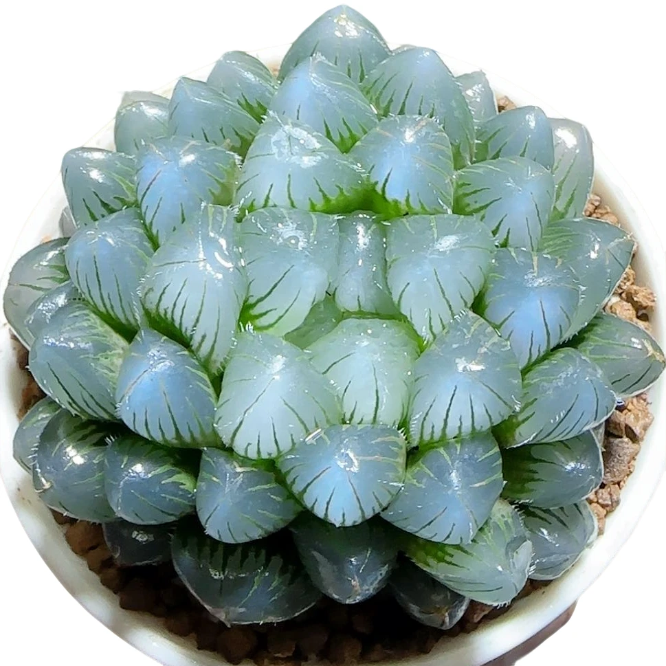 大蓝镜玉露母本【满十八发货】原盆带土