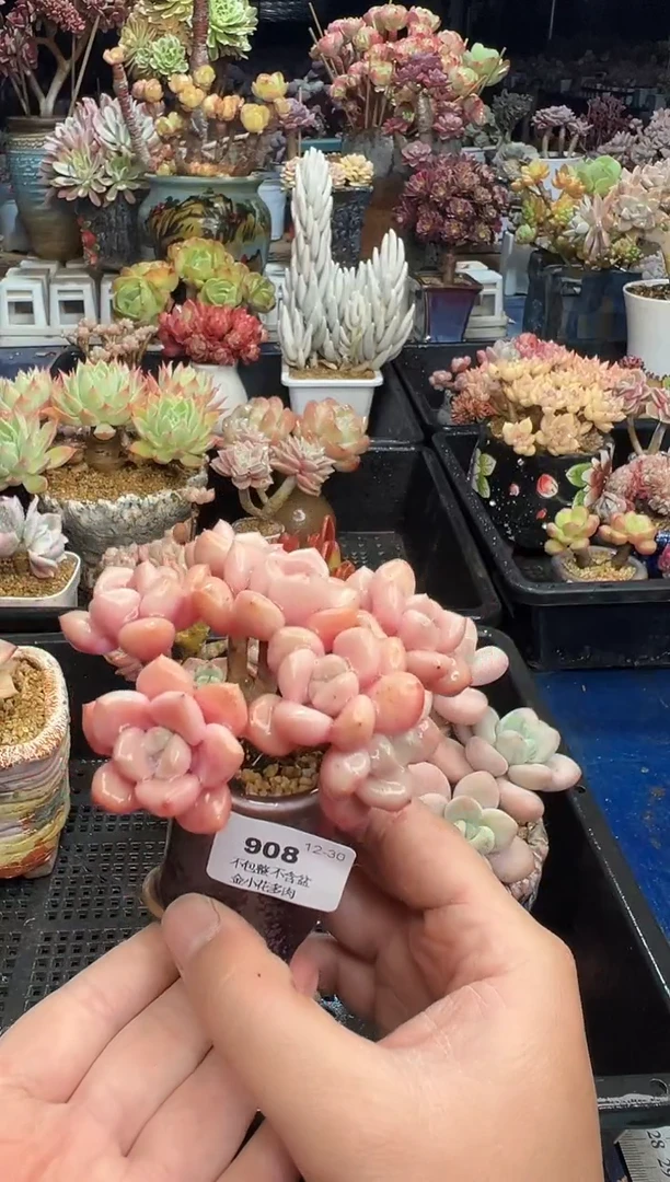 【闪购商品】908不带盆