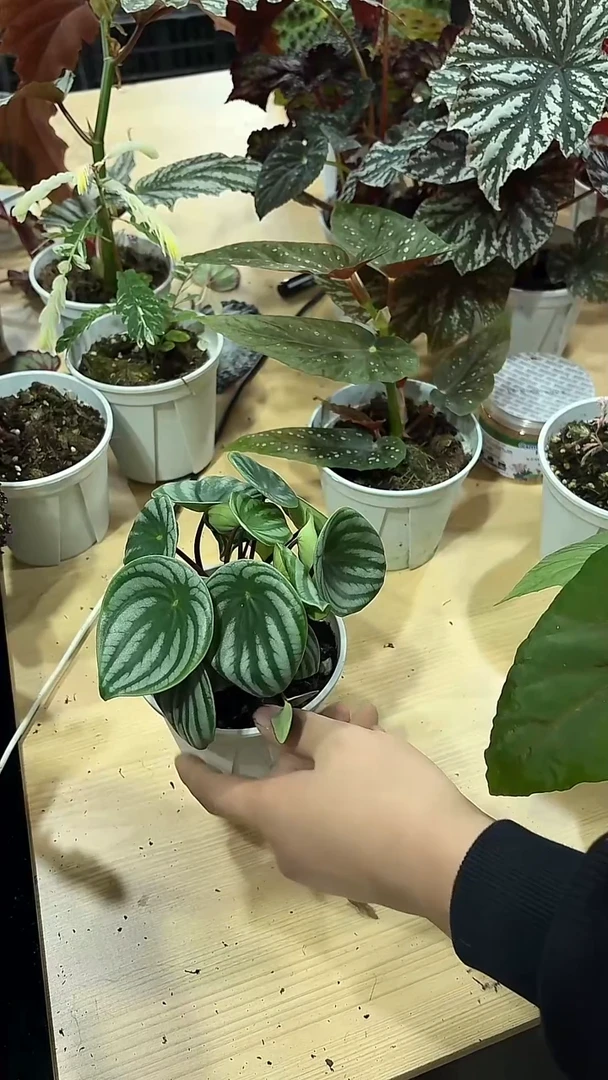 完全开放西瓜皮椒草