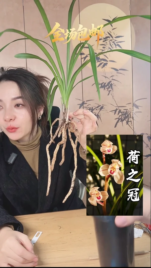 当前无花栽培后可以开花：荷之冠