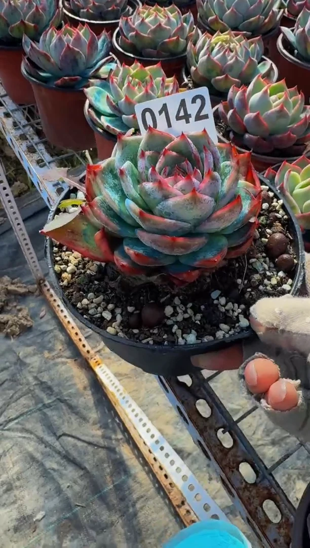 【闪购商品】0142惊鸿仙子（裸根发货）