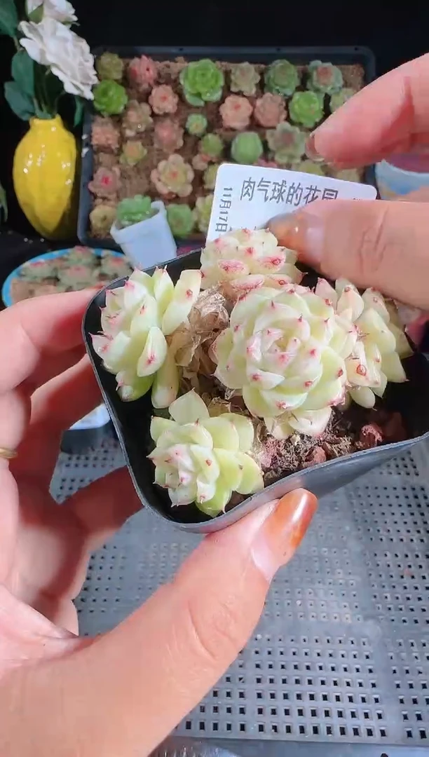 1117-46群生不包整