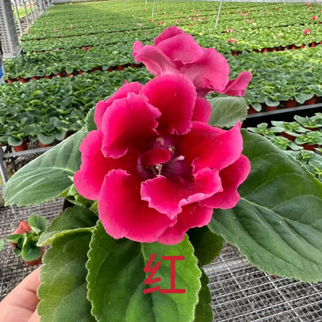 【红色】~大岩桐芙蓉花，重瓣大花带花带花苞发货室内美观耐高温