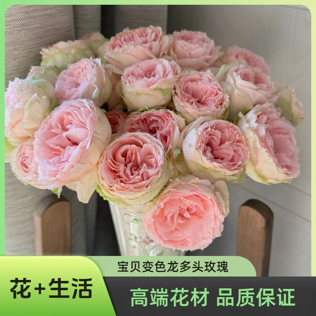 宝贝变色龙--稀有多头玫瑰  --收到花花第一时间醒花哦