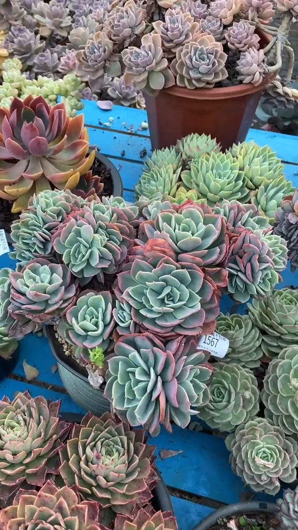 【闪购商品】1567白雪缀