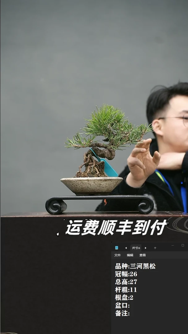 【闪购商品】15 三河黑松