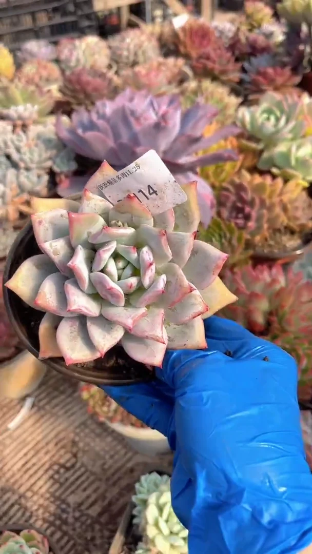 芳跃跃精品多肉25114