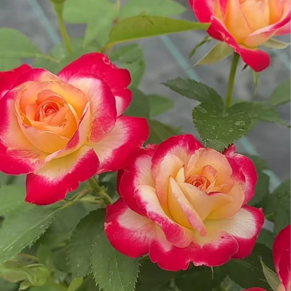 醉红妆中苗   四季灌木月季