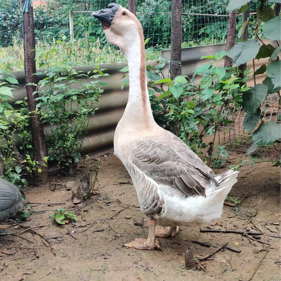 农村纯粮散养狮头直播间改价竞价链接