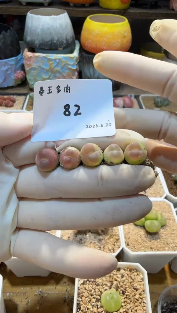 ?****?25.8.30-82多肉