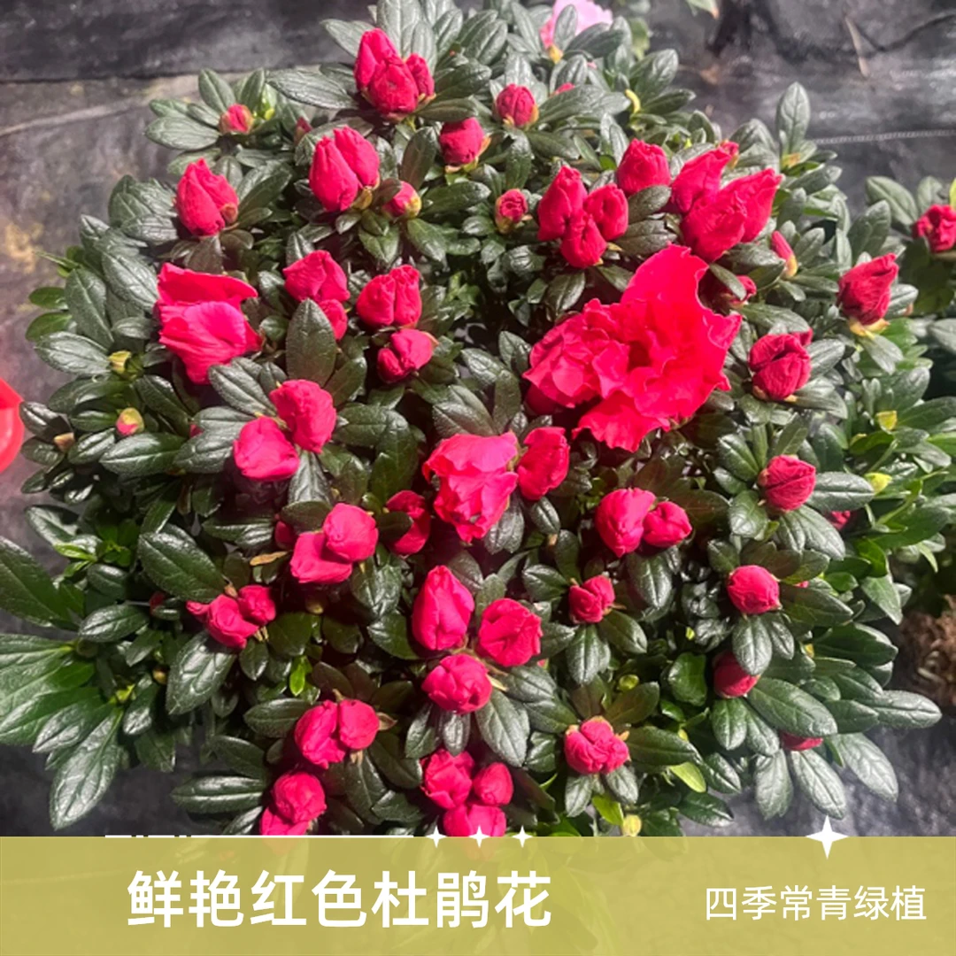 品种杜鹃花盆栽室内外好养花卉绿植