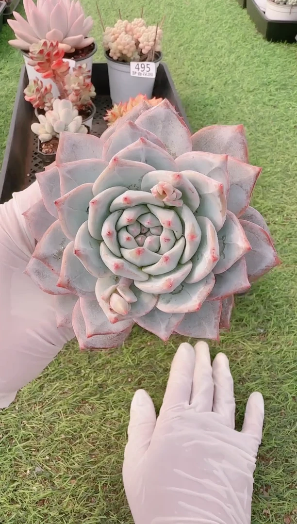 【闪购商品】梦会多肉一物一拍