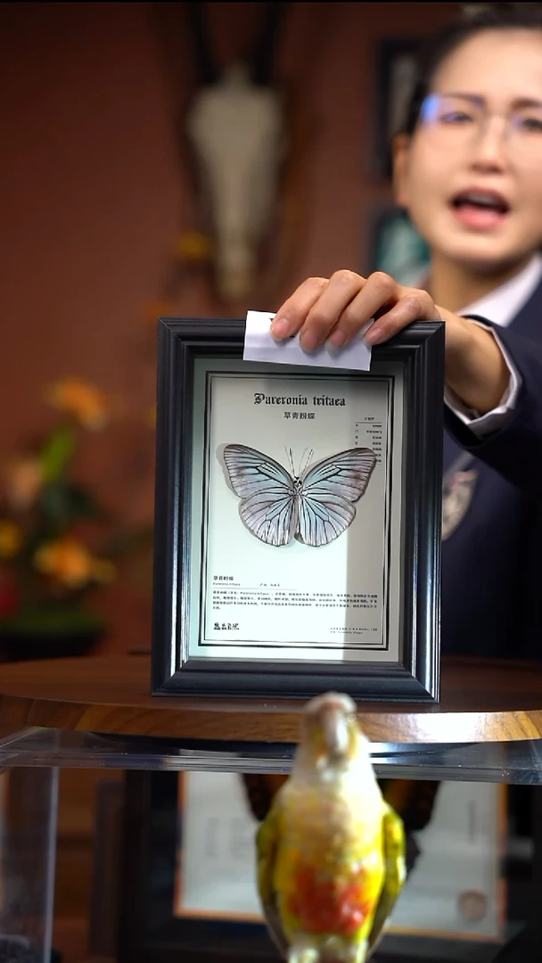 Y178     草青粉蝶