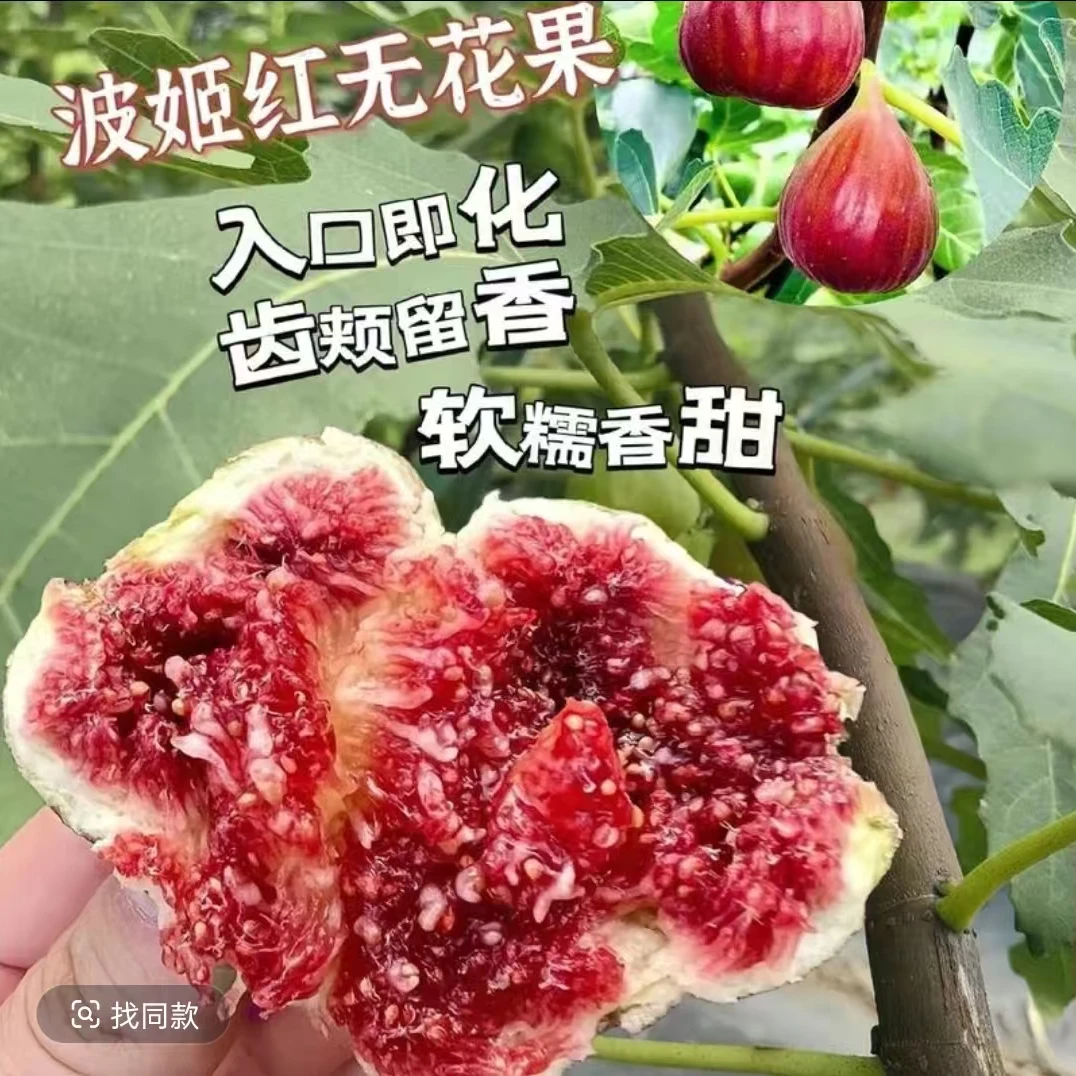 拍一发二正宗无花果树苗盆栽四季特大果南北方阳台盆栽地栽当