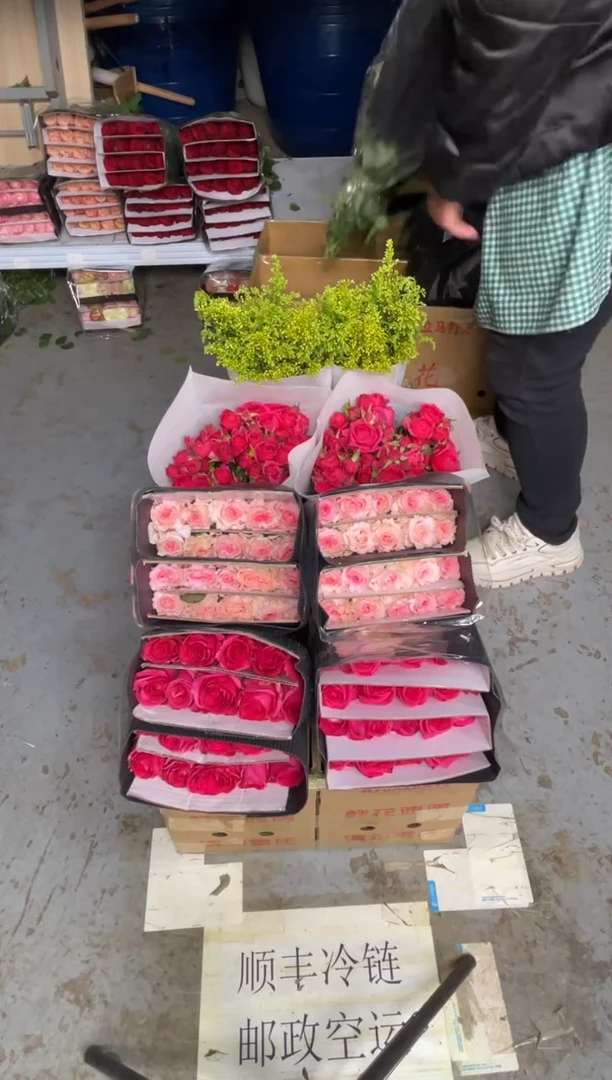 佛洛依德20枝+洛神20枝+苏菲10枝+黄莺