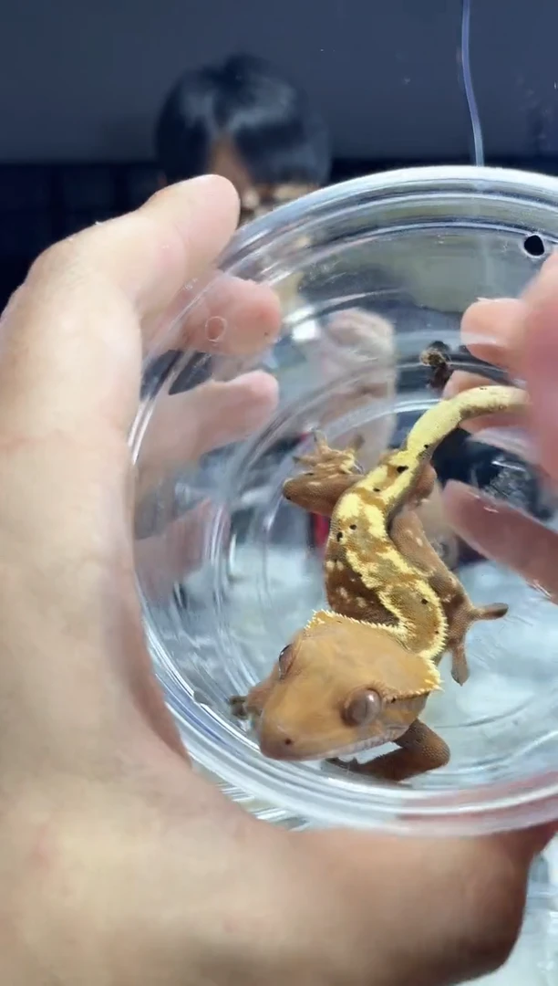 睫角守宫1111d120