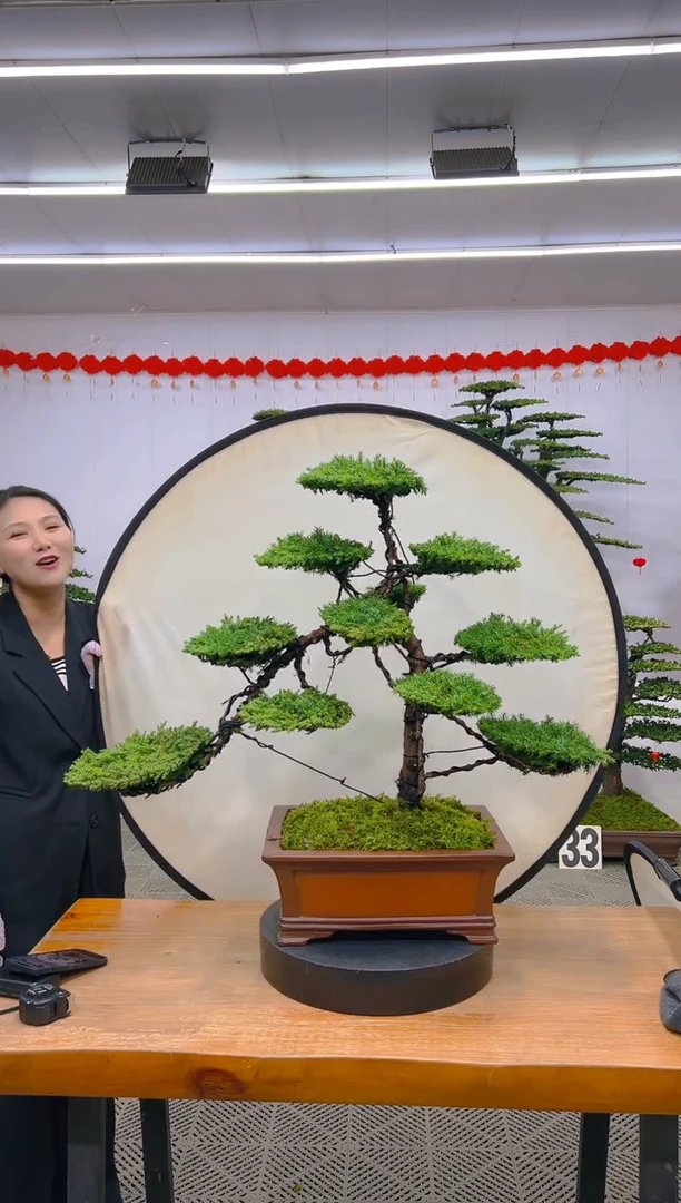 【闪购商品】盆景1