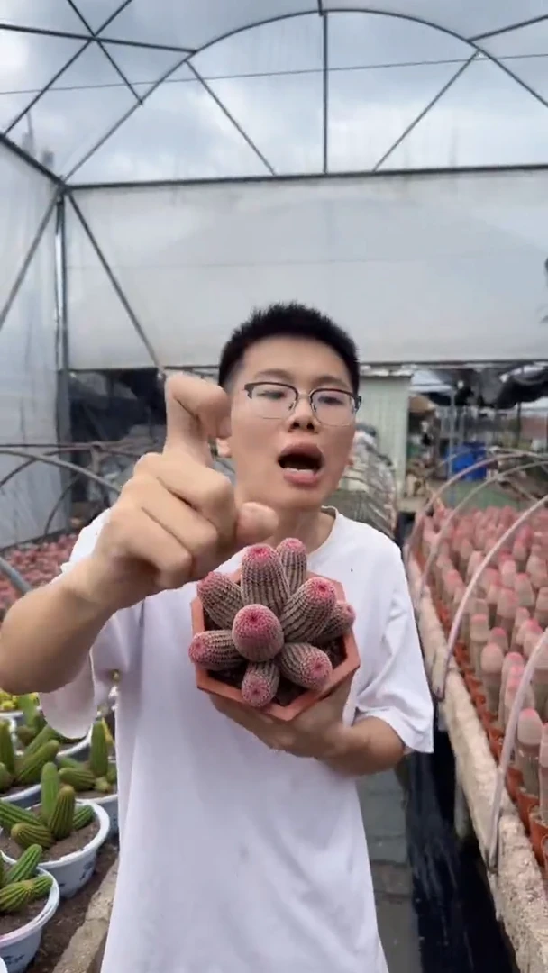 9头起 红太阳 带根