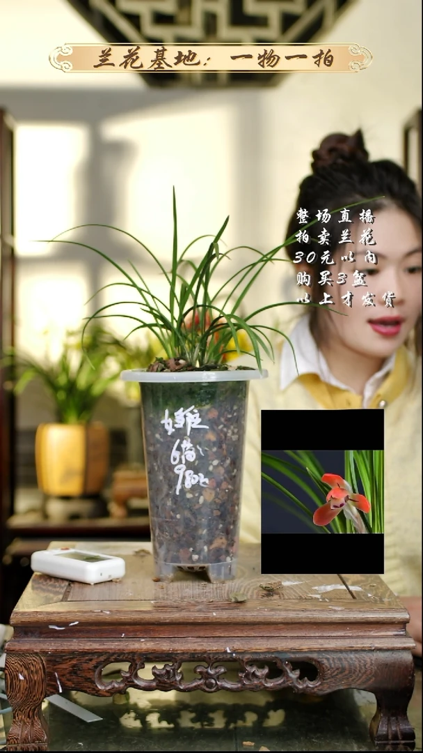 完全开放女雏6苗