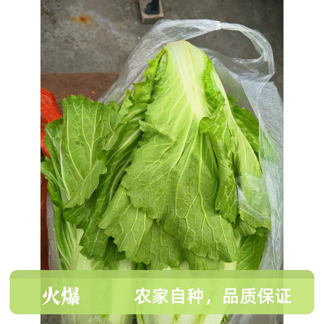 贵州东北饭包湖北大叶露天农家蔬菜东北白菜叶子大白菜高山云南