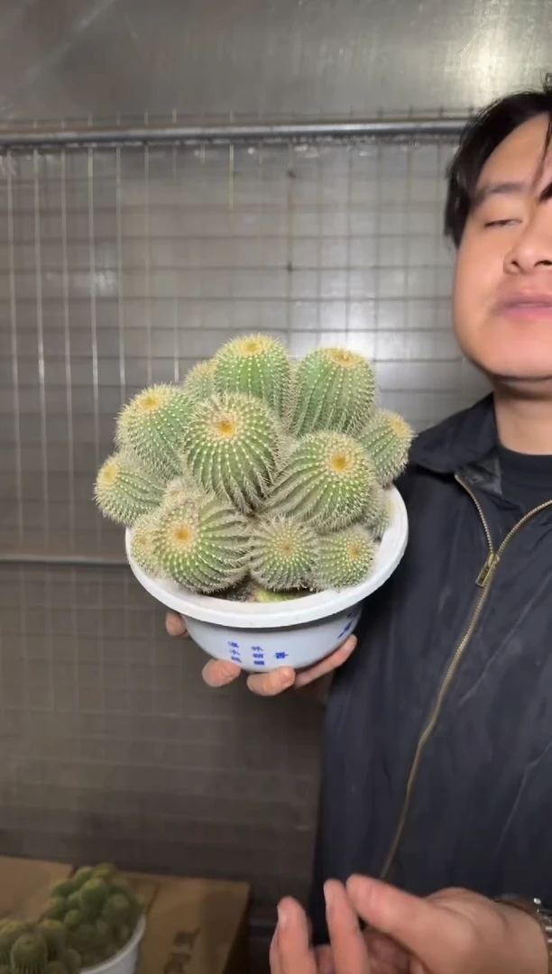 超大 金冠群生【带根】13-16cm