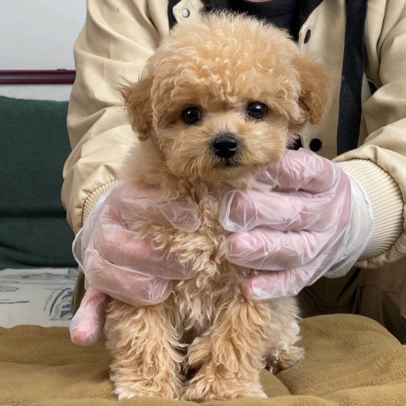 【光光】泰迪熊香槟色弟弟9月28日生