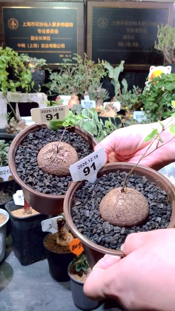 91号1219福利南非龟甲龙买1送1