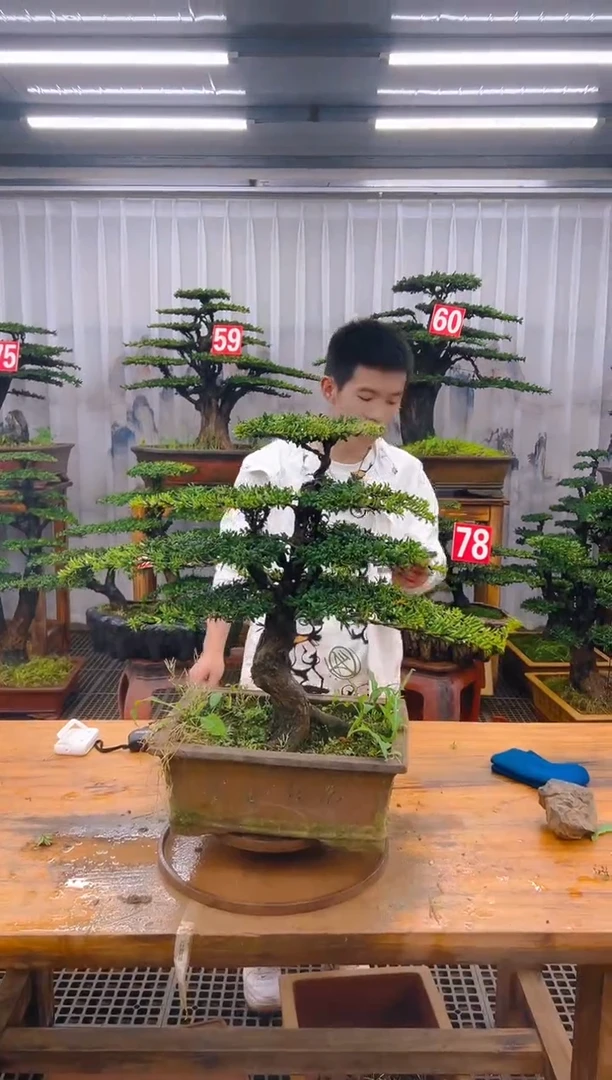无花朵精品盆景直播间一物一拍