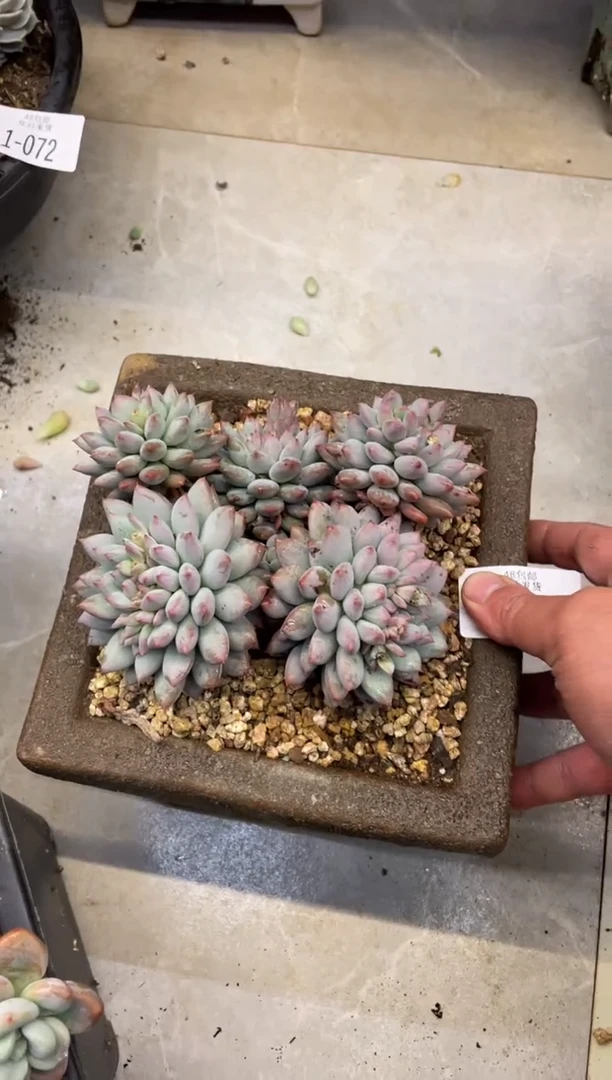 【闪购商品】1-76二代虞美人