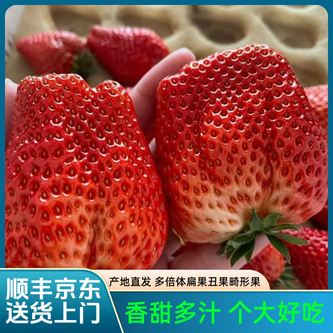 【新鲜现摘】安徽长丰草莓红颜草莓1.8/2.8斤多倍体扁果丑果畸形果