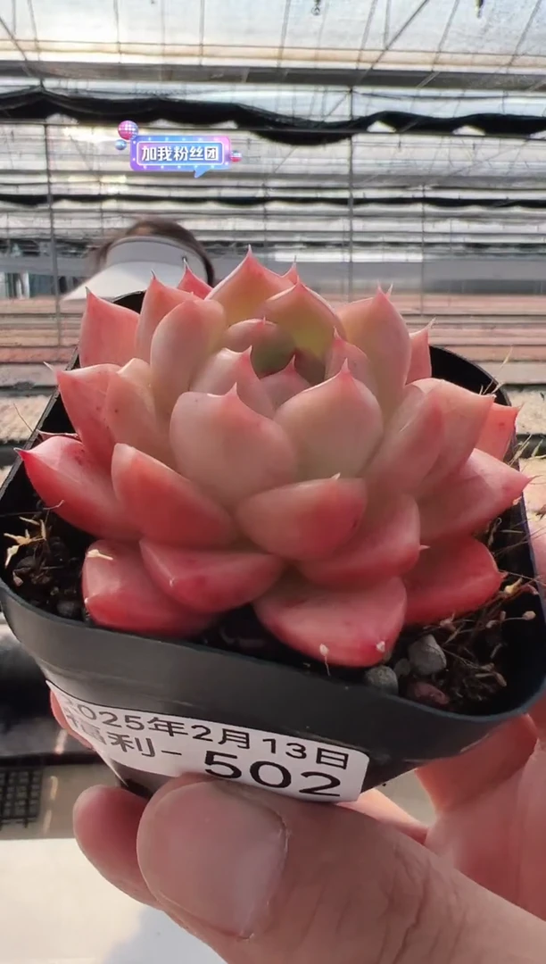 【闪购商品】福利多肉-502