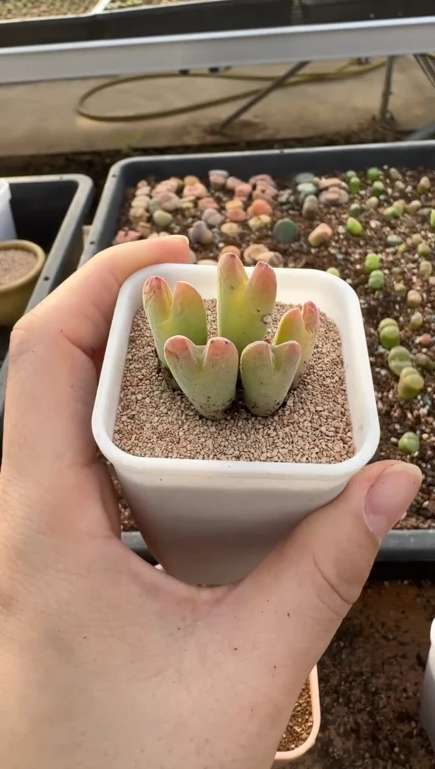 【闪购商品】7-488