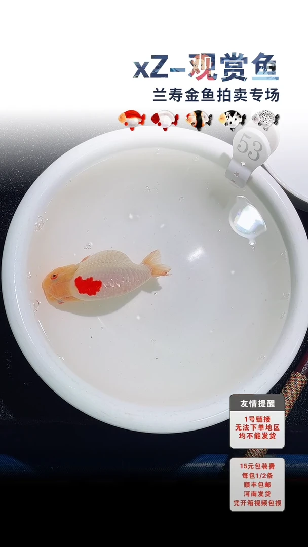 海水鱼包装必拍未拍顺丰到付53号